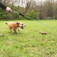 Happy tan dog sprinting across a grassy field chasing the squeaky squirrel lure on the Whimsy Stick flirt pole – durable interactive dog exercise toy in action