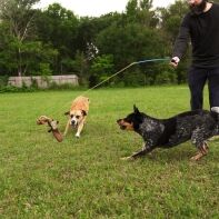 Man using the Whimsy Stick interactive flirt pole to play with two excited dogs in an open field – perfect for multi-dog households
