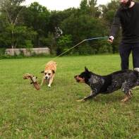 Man using the Whimsy Stick interactive flirt pole to play with two excited dogs in an open field – perfect for multi-dog households