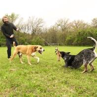Two dogs happily chasing and playing with the Whimsy Stick flirt pole in a grassy park, owner engaging both dogs at once