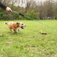 Happy tan dog sprinting across a grassy field chasing the squeaky squirrel lure on the Whimsy Stick flirt pole – durable interactive dog exercise toy in action